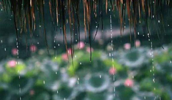 梅雨季節,養花怎么做?