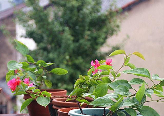 梅雨季節,養花怎么做?