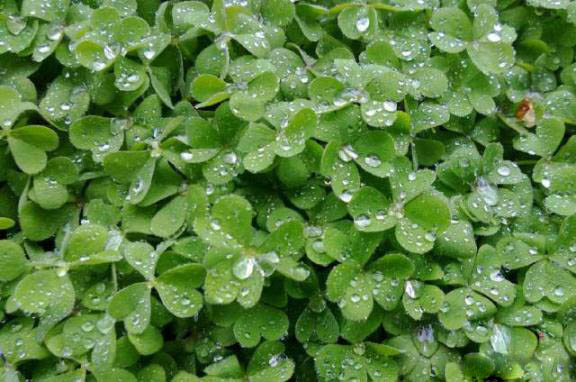 梅雨季節,養花怎么做?