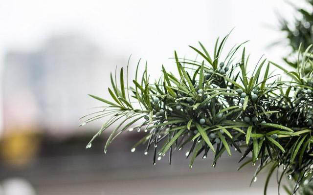 梅雨季節,養花怎么做?