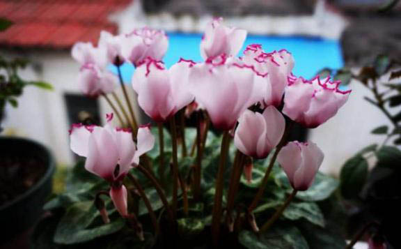 梅雨季節,養花怎么做?