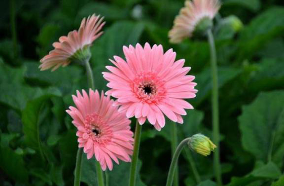 梅雨季節,養花怎么做?