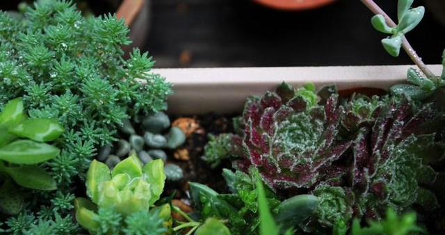 梅雨季節,養花怎么做?