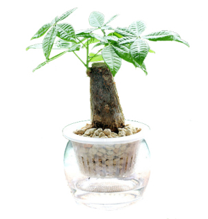 水培發財樹