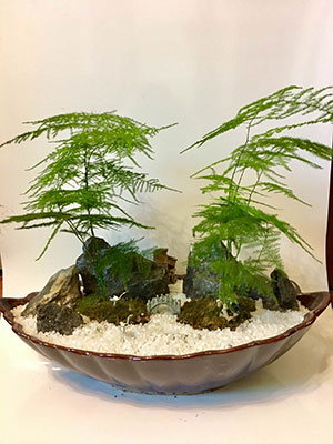 重慶創意盆栽文竹