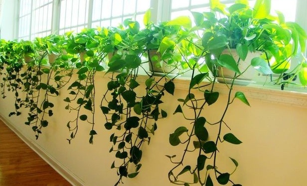 成都植物租賃 成都植物租賃