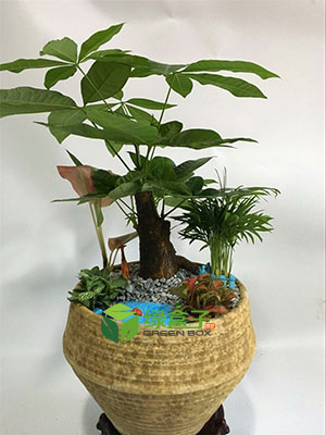 發(fā)財(cái)樹組合盆栽