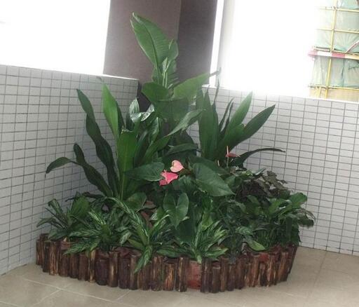 重慶綠植租擺公司哪家好，綠植對緩解眼睛視力疲勞有哪些好處