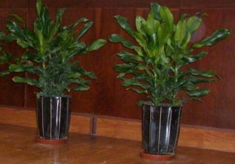 室內(nèi)觀葉植物如何選擇,應(yīng)該怎樣進(jìn)行養(yǎng)護(hù)