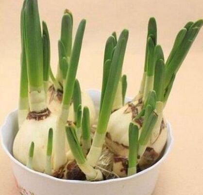 水仙球水養(yǎng)要點(diǎn)