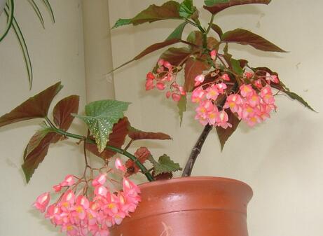 竹節秋海棠是什么，竹節秋海棠怎么養