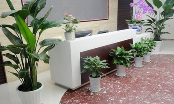 辦公室放什么綠植好，辦公室適合擺放什么植物
