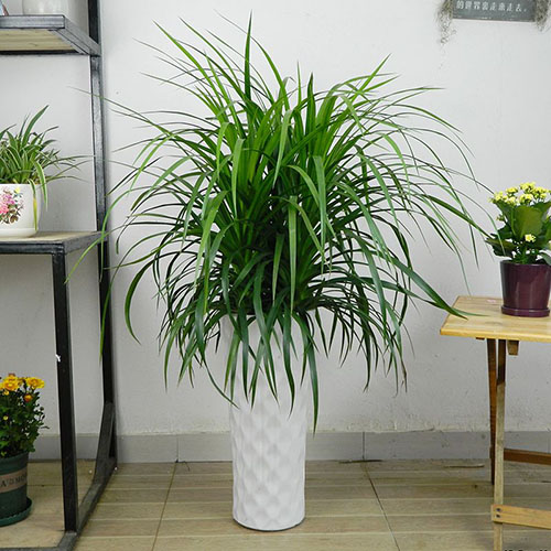 成都植物租賃 成都植物租賃