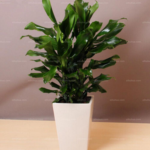 成都植物租賃 成都植物租賃