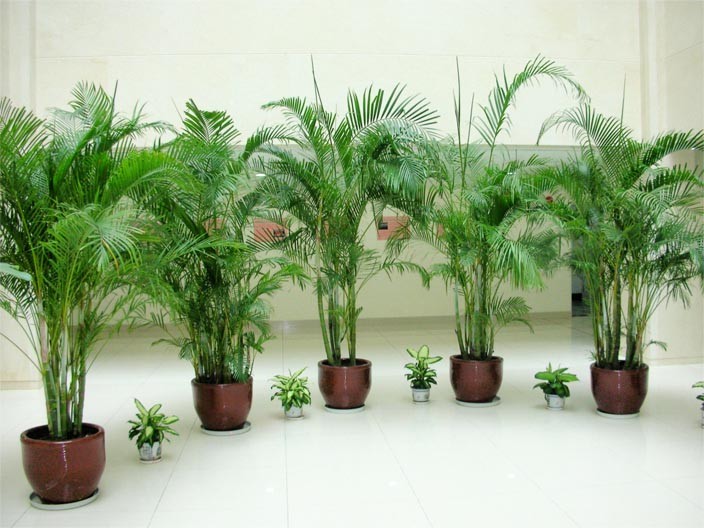 成都植物租賃 成都植物租賃