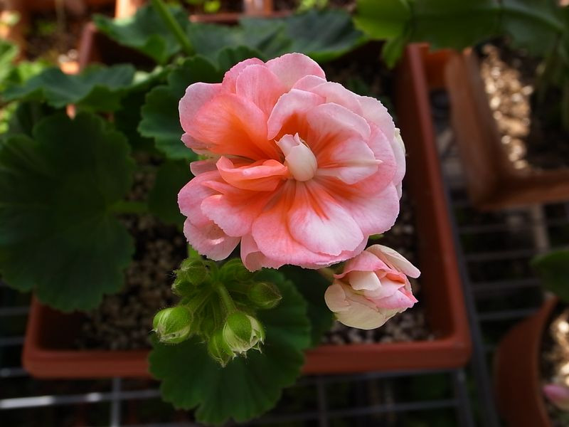 植物租賃，天竺葵，養(yǎng)護(hù)