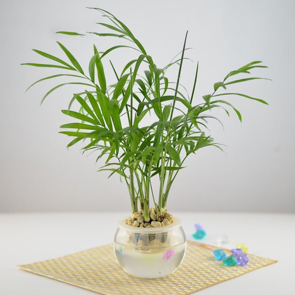 袖珍椰子,植物租擺 袖珍椰子,植物租擺