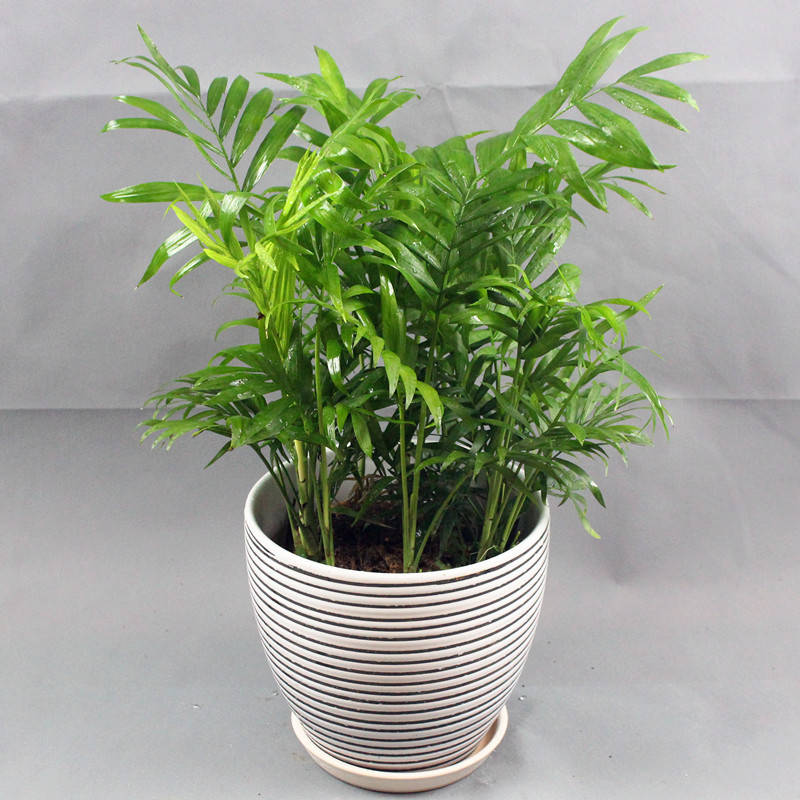 袖珍椰子,植物租擺 袖珍椰子,植物租擺