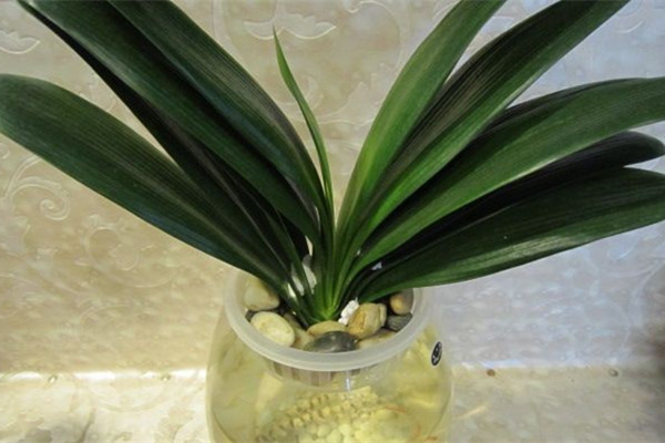 水培君子蘭,植物租賃 水培君子蘭,植物租賃