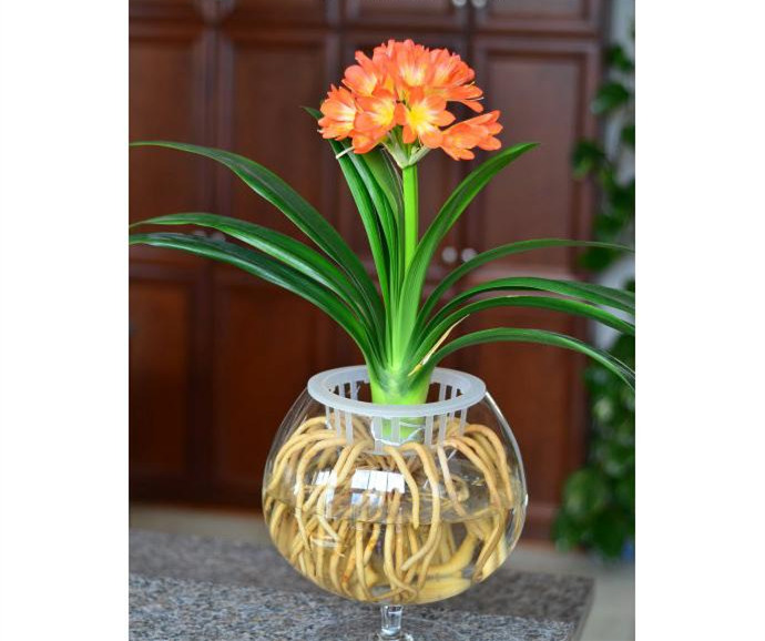 水培君子蘭,植物租賃 水培君子蘭,植物租賃