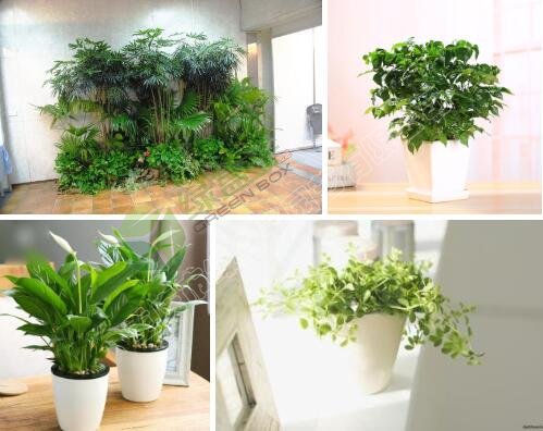 辦公室綠化植物